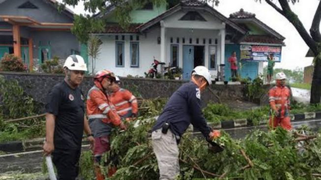 DPKP3 Bandung: Pohon Tumbang Paling Banyak Terjadi di 3 Kecamatan ini