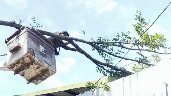 Cegah Pohon Tumbang, Pemkot Bandung Potong 2.532 Pohon Selama Triwulan Ketiga