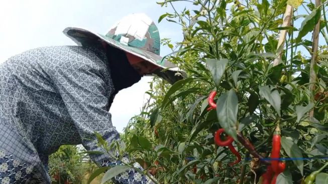 Petani Cabai di Purwakarta Hadapi Serangan Hama Pathek, Terpaksa Rogoh Kocek Lebih Dalam Untuk Ini