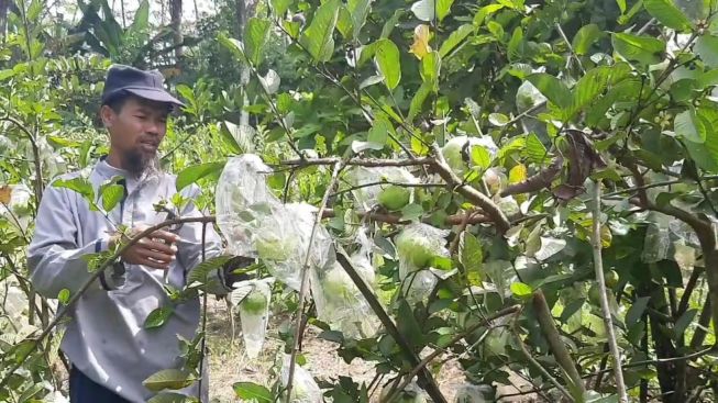 Potensi Usaha Menjanjikan di Purwakarta, Petani Ini Raup Cuan Dari Budidaya Jambu Kristal