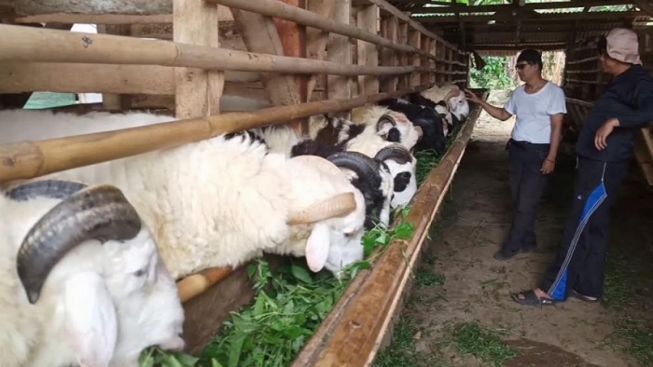 Peternak Domba di Purwakarta kebanjiran Order Jelang Bulan Haji