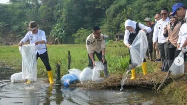 Jaga Ketahanan Pangan, Pemkab Purwakarta Tebar Benih Ikan di Embung dan Situ