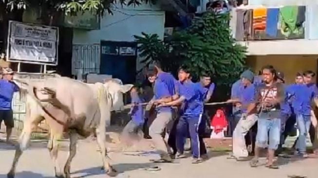 Hendak Disembelih, Sapi Kurban di Purwakarta Ngamuk