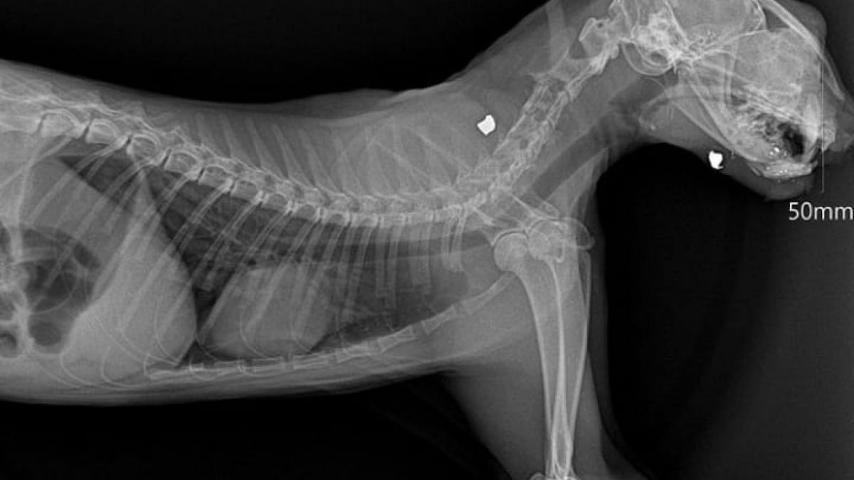 Hasil x-ray kucing yang ditembak di lingkungan sesko TNI Bandung. [Instagram Rumah Singgah Clow]