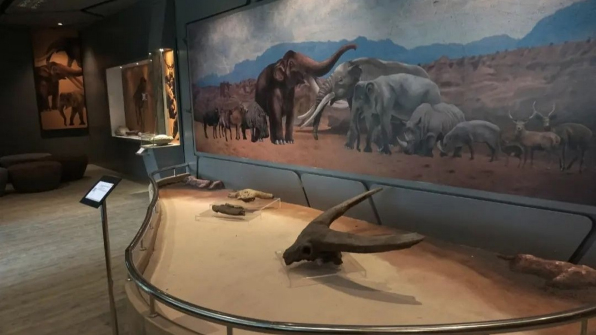 Fosil hajar purba di museum Semedo Tegal [Istimewa]