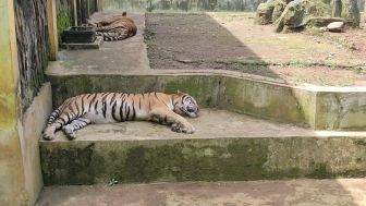 Serulingmas Zoo Ditutup sementara Pasca Serangan Harimau Tewaskan Karyawan
