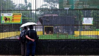 Sempat Ditutup Usai Insiden Karyawan Diserang Harimau, Serulingmas Zoo Siap Dibuka Menyambut Lebaran