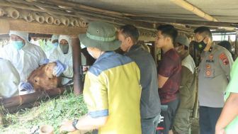 Heboh Wabah Penyakit Mulut dan Kuku, Petugas Ambil Sampel Darah dan Air Liur Sapi di Purbalingga