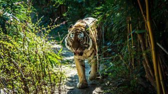 Kronologi Harimau Teror Petani di Punggelan Banjarnegara, Muncul dari Balik Semak