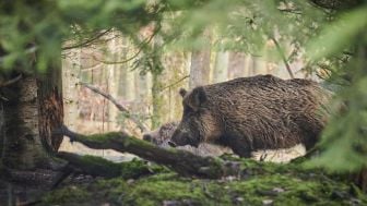 Rentetan Insiden Peluru Nyasar Pemburu Babi Hutan di Banjarnegara, Seorang Petani Tewas