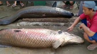 Ikan Raksasa Mirip Predator Amazon Terbawa Banjir di Garut, Kok Bisa?