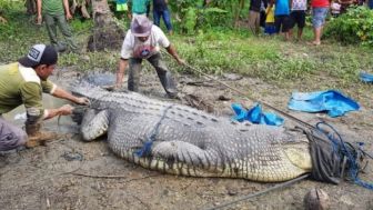 Terkuak Jasad Bharuddin Ditemukan di Perut Buaya!