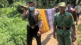 Duel Maut Warga Vs Piton di Banten, Eman Tebas Ekor Ular yang Melilit Temannya Pakai Golok