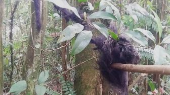 Tragis Nasib Lutung Jawa di Hutan Pawinihan Banjarnegara, Ditemukan Terikat di Pohon