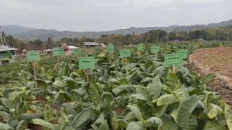 Ini Dia Tembakau Grompol untuk Bahan Baku Cerutu, Dikembangkan Petani Bantul