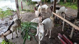 Heboh Warga Kebumen Temukan 9 Kambing tak Bertuan di Pinggir Jalan, Ada yang Mati