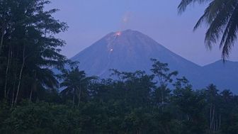 Gunung Semeru Kembali Erupsi, Tinggi Kolom Abu Capai 1.500 Meter