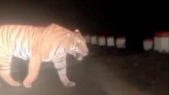 Kabar Harimau Melintasi Jalan di Jenar Sragen, Begini Penjelasan Polisi