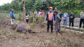 Kereta Sawunggalih Tabrak Kerbau di Bumiayu, Daop 5 Umumkan Keterlambatan 6 Kereta