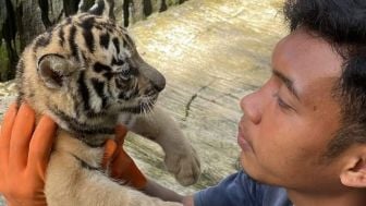 Berkenalan dengan Sheren, Anak Harimau Imut di Serulingmas Zoo