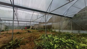 Greenhouse Hasil Korupsi Bansos Covid di Banyumas Mangkrak, Warga Berharap Bisa Dilanjutkan