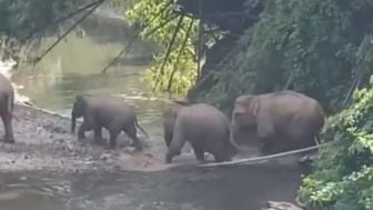 Desa-desa di Seunagan Aceh Jadi Lintasan Kawanan Gajah Liar