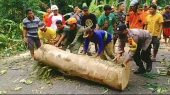 Pohon Tumbang Diterjang Angin Kencang di Banyumas, Jalan Desa Sempat Tertutup