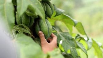 Mengenal Carica Dieng, Pepaya Kerdil yang Diperebutkan Jadi Maskot Dua Kabupaten