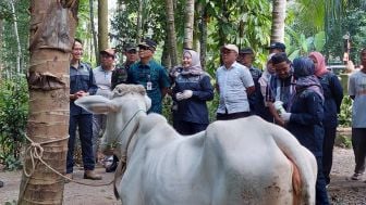 Kasus LSD di Kebumen Tertinggi di Jateng, Pemkab Gencarkan Vaksinasi