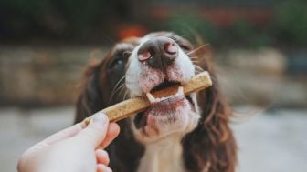 Dua Rumah Sakit di Jakarta Disiapkan untuk Tangani Pasien Rabies : Begini 5 Cara Penangan Awalnya