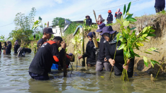 Relawan PMI Kebumen Tanam 1000 Bibit Mangrove, Ternyata Ini Tujuannya