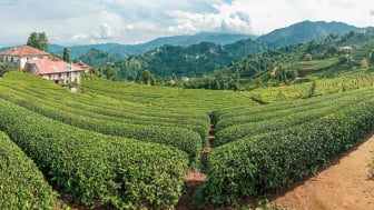 Jaraknya 31,5 Km dari Pusat Kota Batang, Destinasi Alam di Pegunungan Ini Miliki Pemandangan Indah dan Fasilitas Lengkap: Ada Villanya Juga!