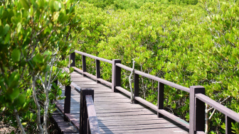 Berjarak 7,3 KM dari Bandara Internasional Yogyakarta, Pantai Ini Suguhkan Keindahan Hijaunya Hutan Mangrove