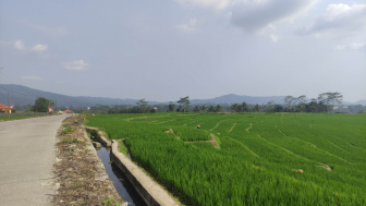 Jalan di Banjarnegara Ini Bak Lukisan Anak SD, Membelah Sawah dengan Latar Gunung Berawan