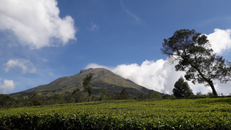 Hanya 14 Km dari Dieng, Kebun Teh Ini Jadi Spot Favorit Menikmati Megahnya Gunung Jawa