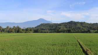 Tiga Kabupaten Produsen Beras Tertinggi di Jawa Tengah, Nomor 1 Tempat Bersemayam Leluhur Raja Mataram
