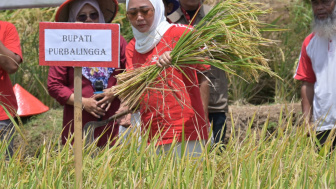 Apa Itu CSA, Program Kementan yang Mampu Genjot Produksi Padi hingga 26 Persen di Purbalingga