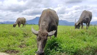 Bak Lukisan, Panorama Kerbau Membajak Sawah dengan Latar Gunung di Banjarnegara