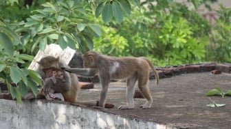 Jaraknya 15 Km Stasiun Cirebon, Wisatawan Akan Disambut Sekawanan Monyet, Banyak Mitos yang Berkembang