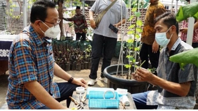 Wow! Halaman Rumah Kampung Tompeyan Jogja Disulap Jadi Kebun Anggur