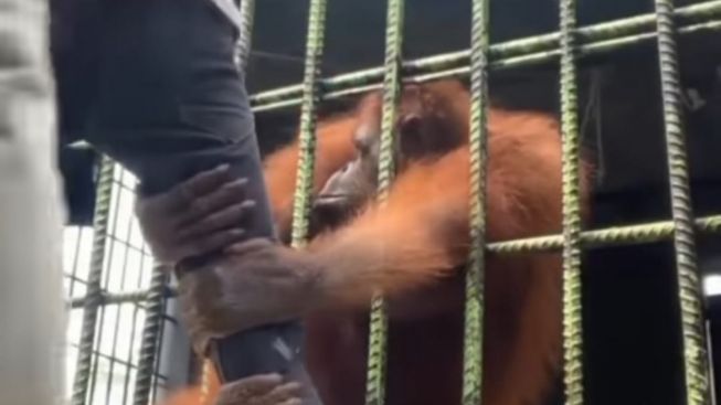 Viral Pria Histeris 'Dipeluk Mesra' Orangutan di Bonbin Riau, Bajunya sampai Robek