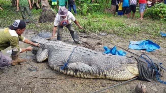 Terkuak Jasad Bharuddin Ditemukan di Perut Buaya!