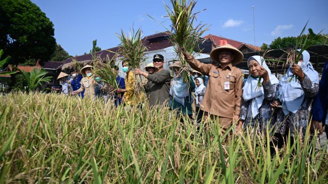 Panen Padi Hitam di Agri Smart Kebumen, Varietas Langka yang Menjanjikan