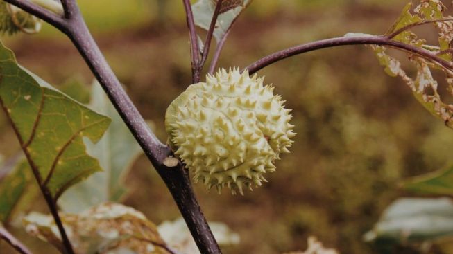 Berikan Efek Halusinasi, Berikut 7 Fakta Lengkap Buah Kecubung