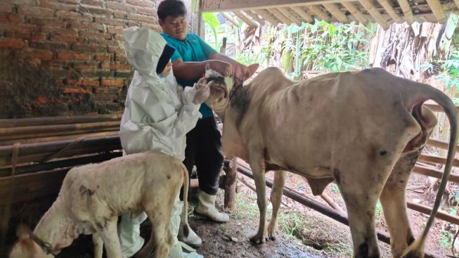 135 Ekor Sapi di Kebumen Terinfeksi LSD, Bahayakah?