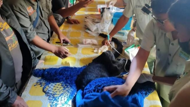 Geger Macan Kumbang Menyelinap di Dapur Warung Desa Mesoyi Pekalongan