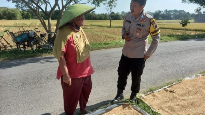 Teganya, Gabah Petani di Kebumen Jadi Sasaran Pencurian saat Dijemur