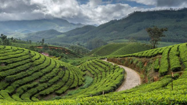 Rekomendasi Kebun Teh Yang Punya Pemandangan Indah Memanjakan Mata