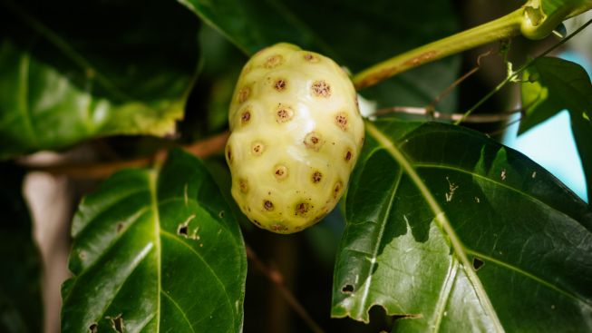 Dikenal Memiliki Rasa yang Kurang Enak, Buah Ini Ternyata Punya Manfaat Baik untuk Kesehatan