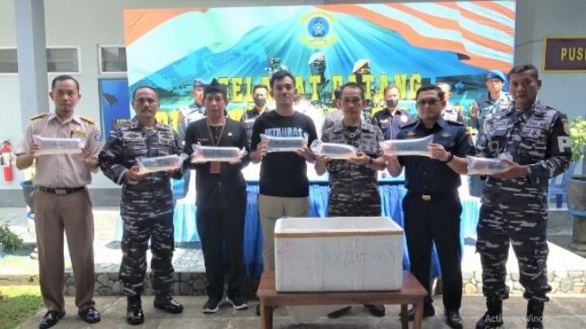 Lanal Cilacap Gagalkan Penyelundupan Ribuan Baby Lobster Senilai Rp 140 Juta ke Jawa Barat, Dua Kurir Ditangkap